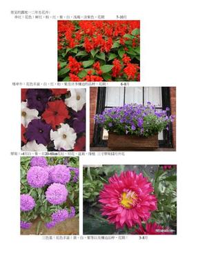 常见花卉的花语
