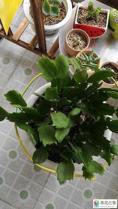 如何养护室内植物